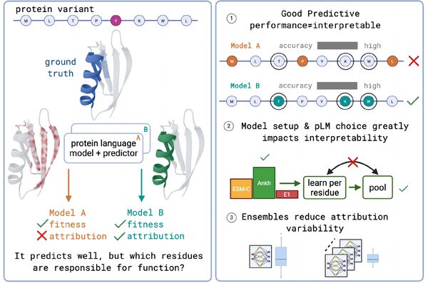 Summary figure for Do protein representations encode variant function? Diagnosing residue-level protein attributions via embedding-space gradients